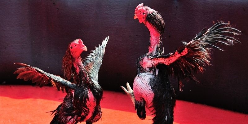 28bet bắn cá đổi thưởng