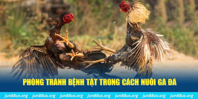 28bet natural” trong baccarat nghĩa là gì？